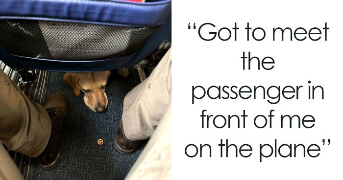 50 People Captured The Most Adorable Plane Passengers Aboard (New Pics)