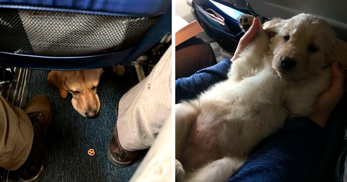 60 Times Pets On Planes Spread The Best Vibes (New Pics)