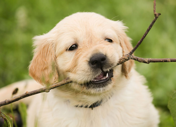 Golden Retriever puppy with a stick