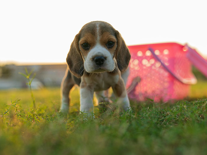close up view of Beagle puppy
