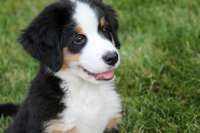 close up view of Bernese Mountain puppy