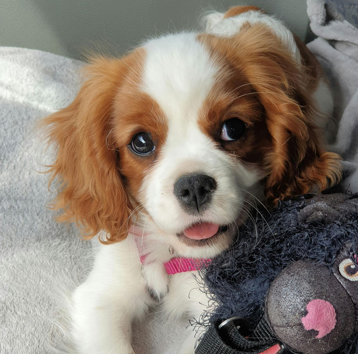 close up view of Cavalier King Charles Spaniel puppy