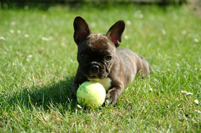 French Bulldog puppy with a ball on the grass