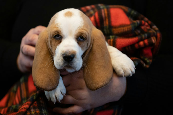 person holding Basset Hound puppy in the hands