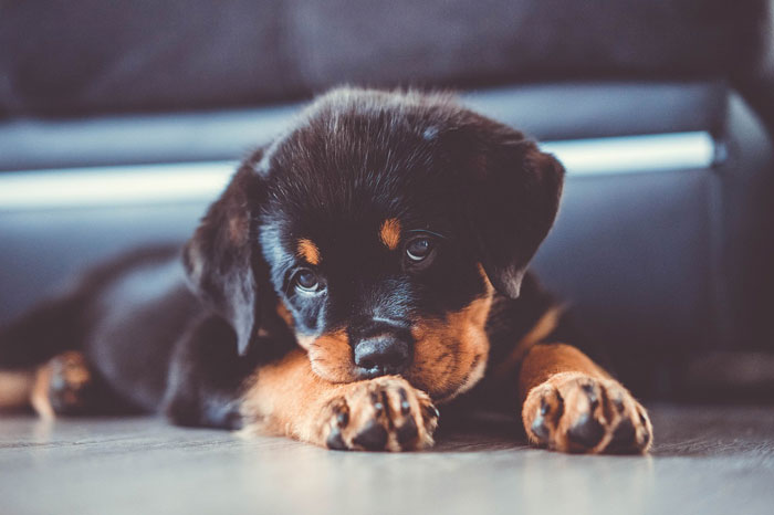 close up view of Rottweiler puppy