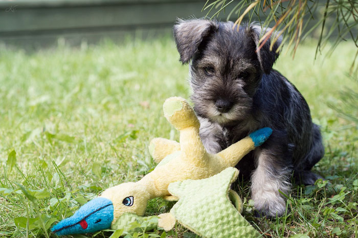Miniature Schnauzer puppy sitting on the grass with a toy