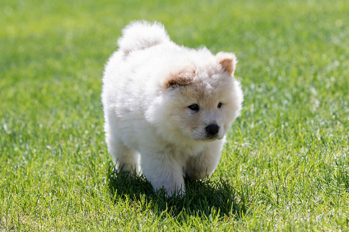 Chow Chow puppy walking on the grass