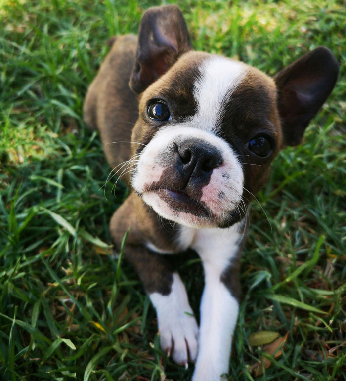 Boston Terrier puppy lying on the grass