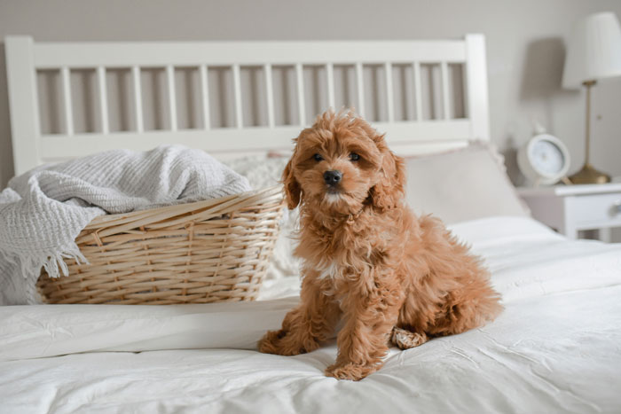 Cockapoo puppy sitting on the bed