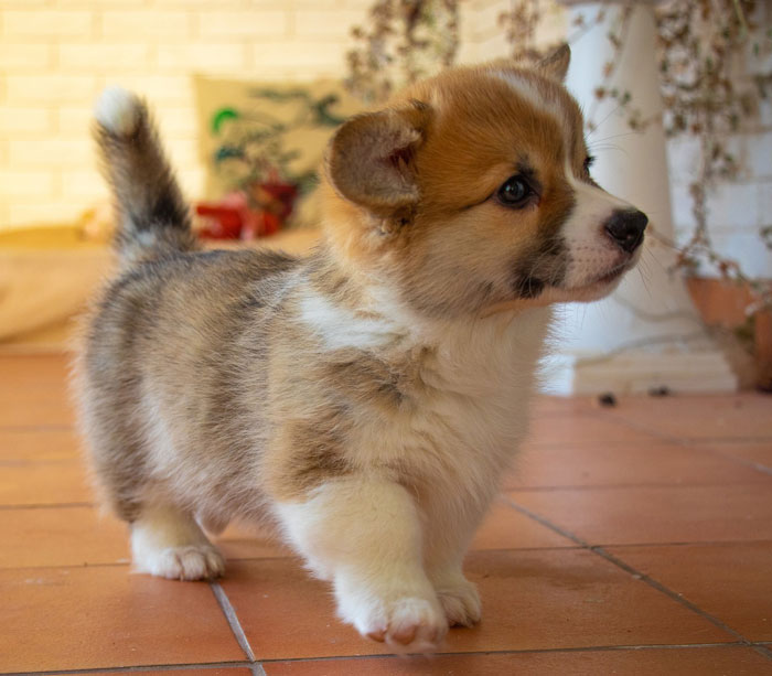 Corgi puppy view from the side