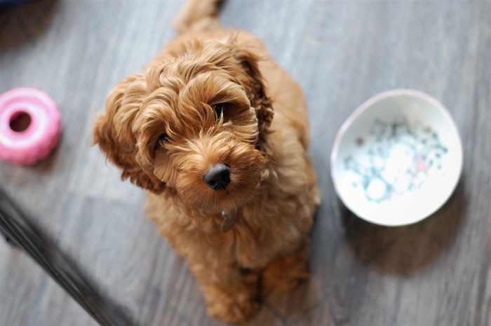 Labradoodle puppy sitting near the bowl