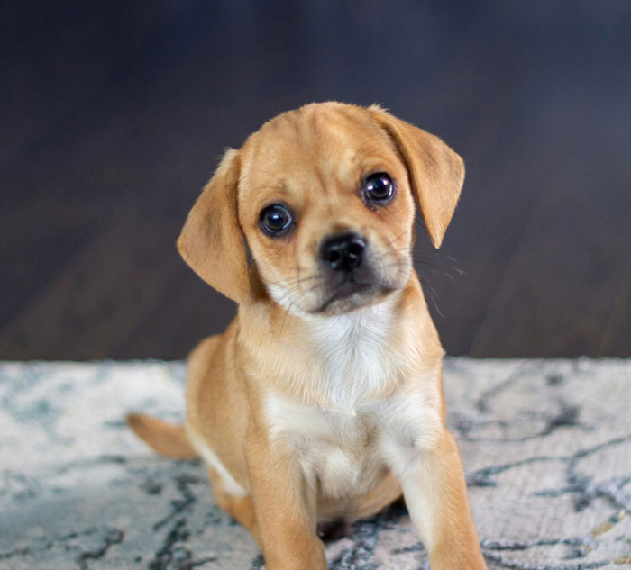 Puggle puppy sitting on the ground