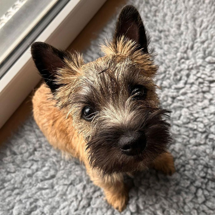 close up view of Cairn Terrier puppy's face