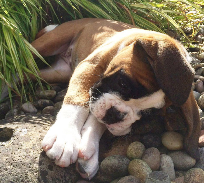 Boxer puppy lying on the ground