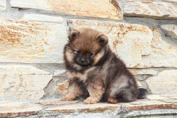 Pomeranian puppy on the background of a brick wall