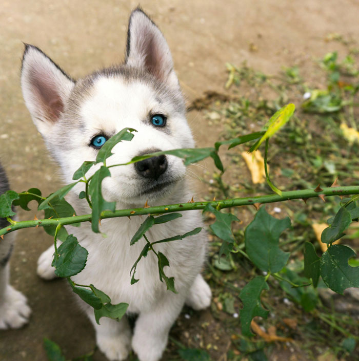 close up view of Husky puppy