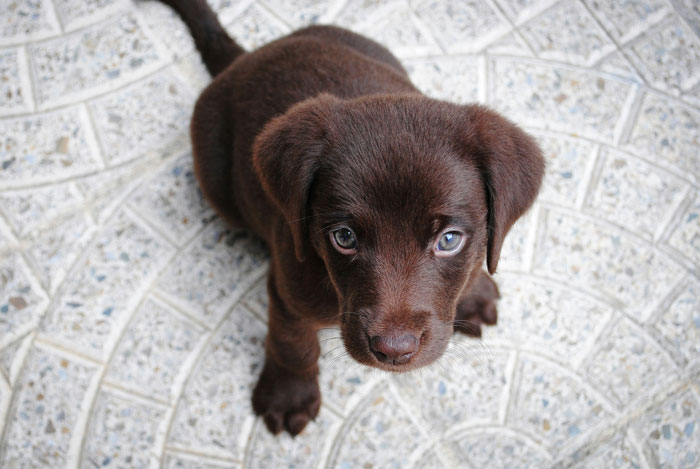 close up view of a brown Labrador Retriever puppy