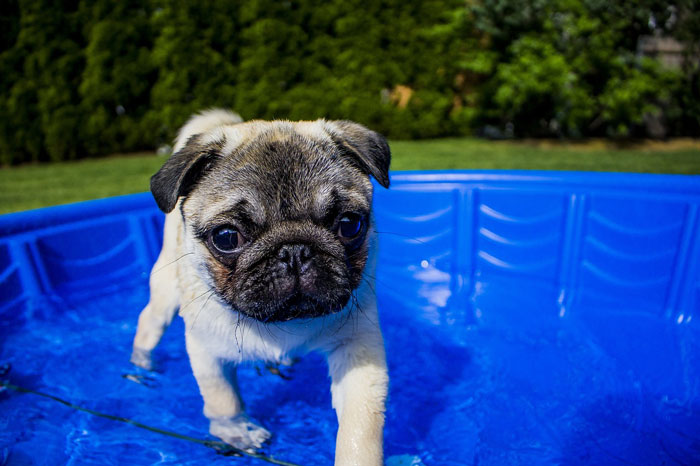 Pug puppy in a small swimming pool