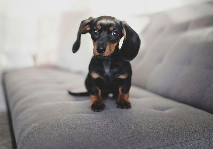 Dachshund puppy sitting on the sofa