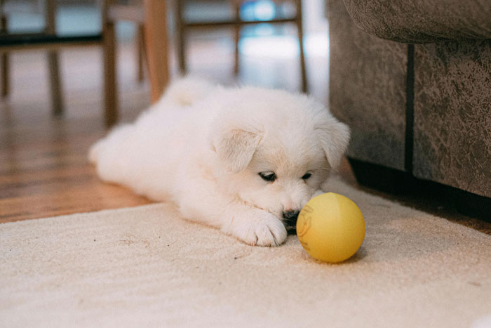 Samoyed puppy lying near a yellow ball