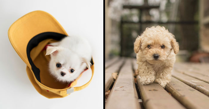 Meet 35 Irresistibly Cute Puppies From Popular Breeds