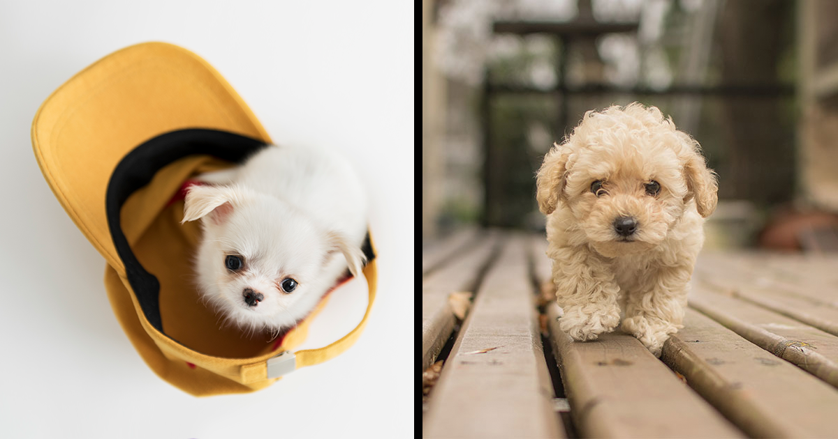Meet 35 Irresistibly Cute Puppies From Popular Breeds | Bored Panda