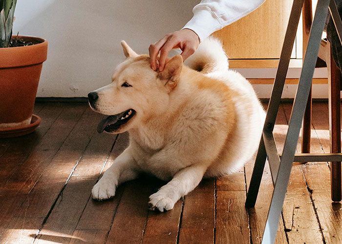 Man Tells Date It's Either Him Or The Dog, Gets Kicked Out In A Blink Of An Eye Man Tells Date It's Either Him Or The Dog, Gets Kicked Out In A Blink Of An Eye