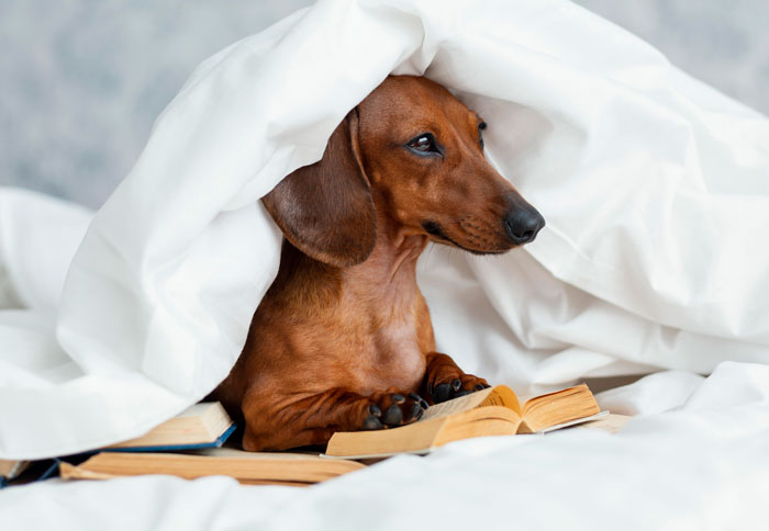 brown don under the cover with books