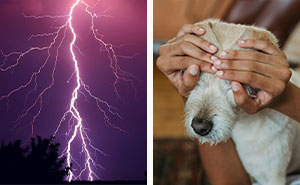 Dog Scared Of Thunder? Tips To Calm Your Pup During The Storm