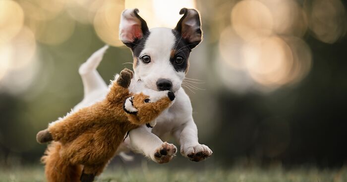 I Captured Dogs On The Run, And The Results Are The Most Adorable Faces Of Joy (12 Pics)