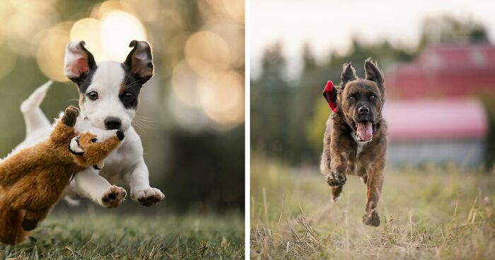 I Captured Dogs On The Run, And The Results Are The Most Adorable Faces Of Joy (12 Pics)