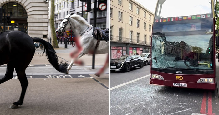 Wild Horses Run Amok Through London, Smashing Into Cars And Leaving “Blood All Over”