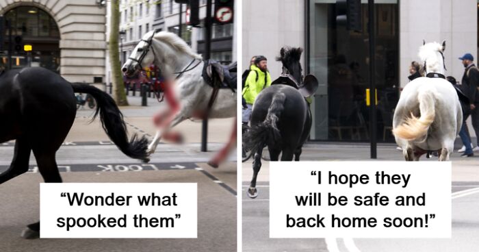 “He Was Screaming In Pain”: Four Injured After Blood-Covered Horses Run Wild Through London