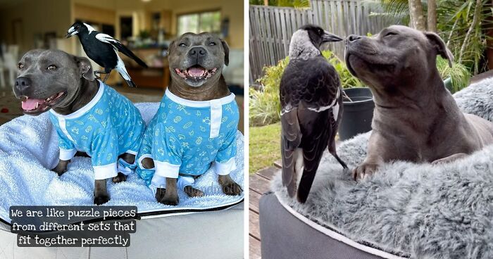 “Molly Is Happy And Healthy”: Family Shares Bittersweet Update After Their Magpie Was Forcibly Removed From Home With Doggy BFF