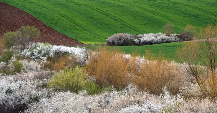 Walking On The Banat County Fields, Romania (6 Pics)