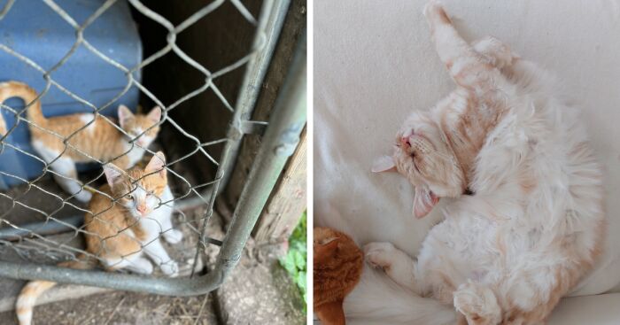 Hey Pandas, Share A Picture Of Your Cats Being Funny Or Cute (Closed)