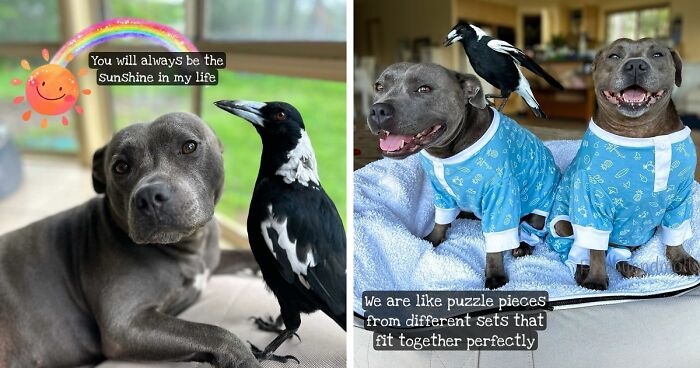 Molly The Magpie Is Returning Home After Online Battle To Reunite Him With Beloved Doggy BFF