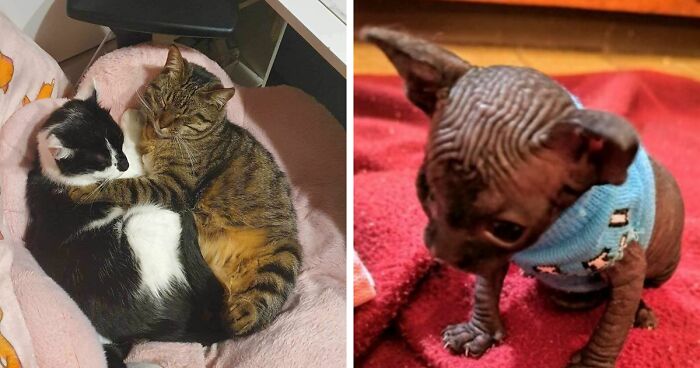 Hey Pandas, Post Your Rescue(s) (Closed)