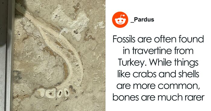 Person Visits Their Parents’ Home After Renovation, Only To Discover Human Jawbone In Their New Floor