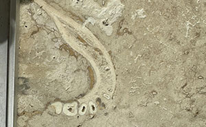 People Wanted A Travertine Floor, Get Surprised By The Human Jawbone That Came With It