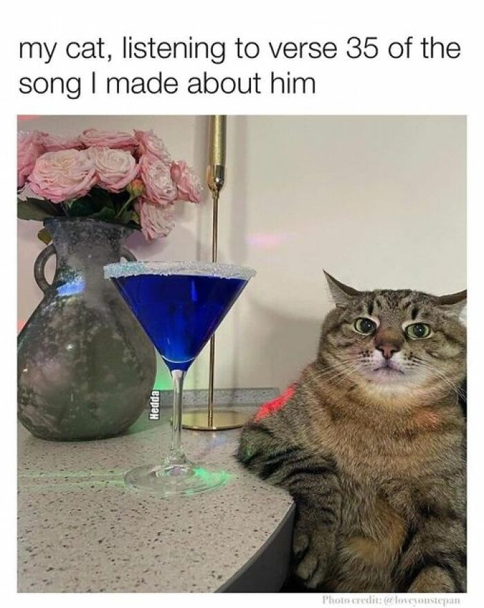 Funny-Cat-Jokes-Memes
