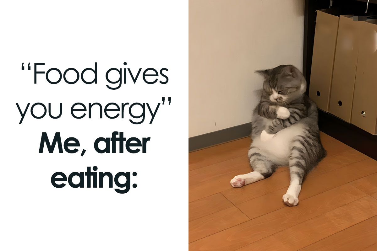 This Facebook Group Shares Top Quality Cat Memes And Here Are The 50 