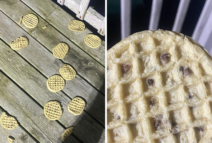 My Mom Threw All The Chocolate Waffles Outside For The Birds, Thinking The Chocolate Was Mold
