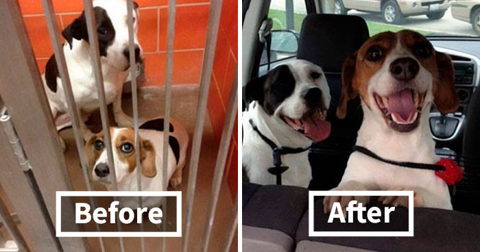 50 Hilariously Wholesome Dog Memes To Brighten Up Your Day