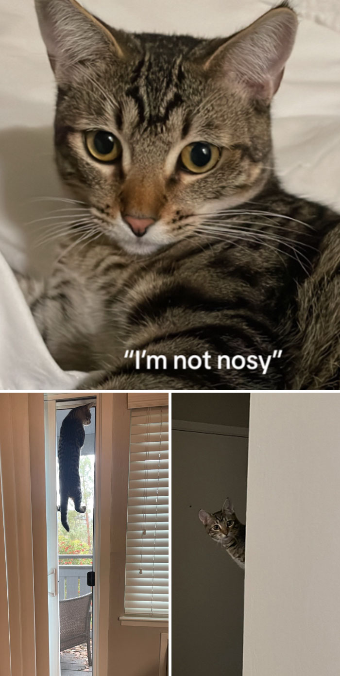 Funny-Nosey-Animals