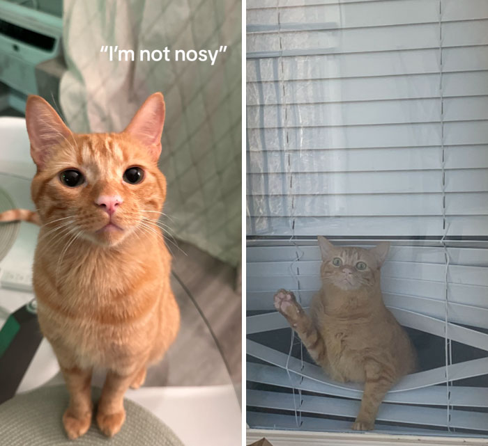 Funny-Nosey-Animals