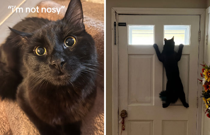 45 Owners Share Hilarious Photos Of Their Pets Being Nosy