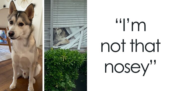 45 Owners Share Hilarious Photos Of Their Pets Being Nosy