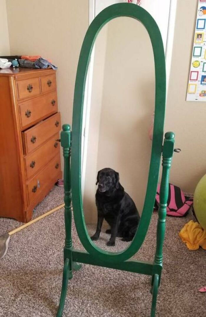 Good Boy Helps Sell Mirror