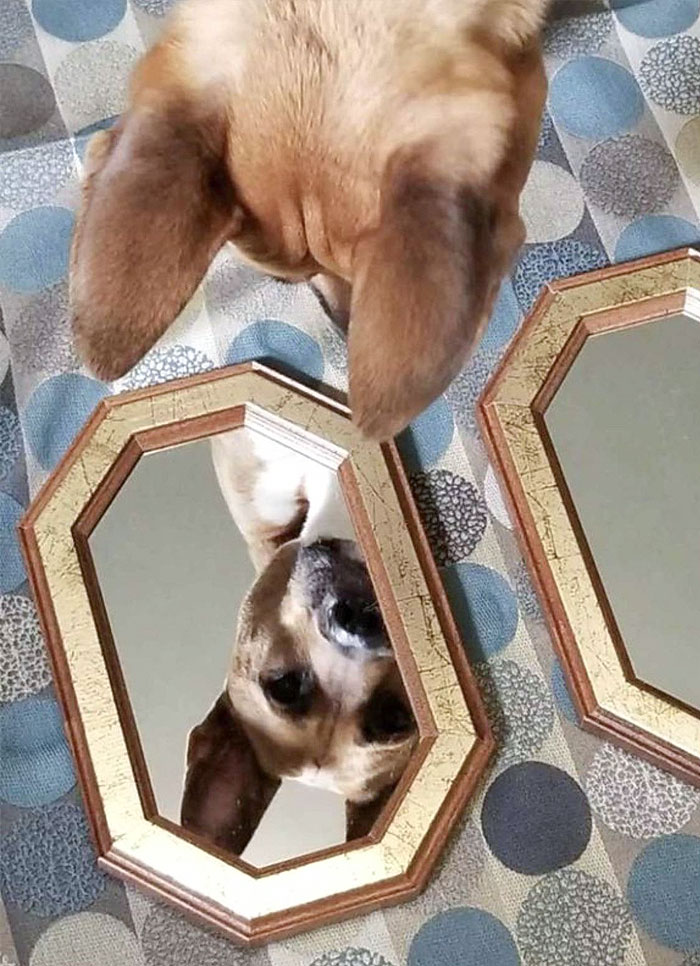 A Good Dog Selling A Mirror On The Facebook Marketplace